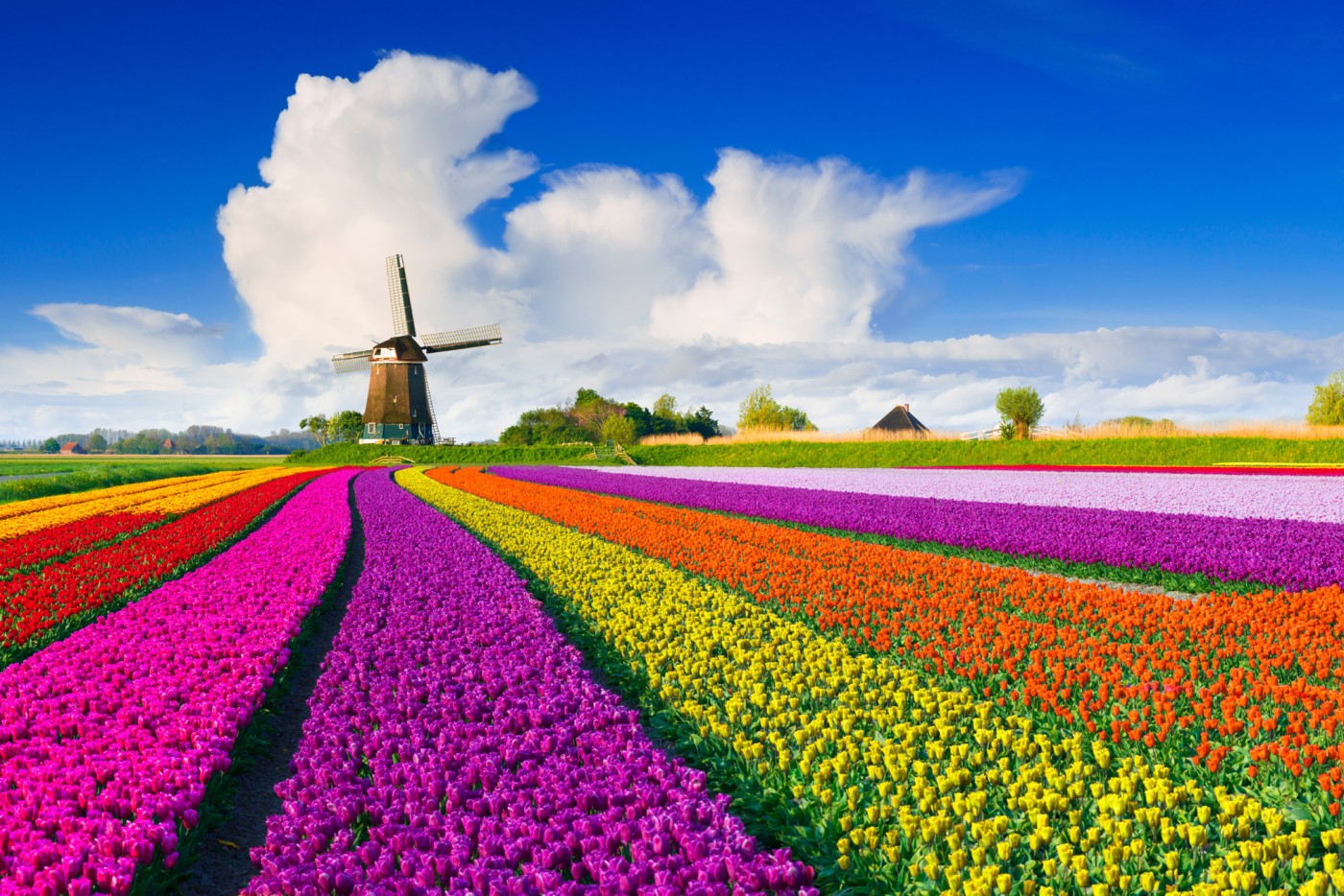Orchards_Rainbow_brochure_featues_a_colourful_windmill_picture