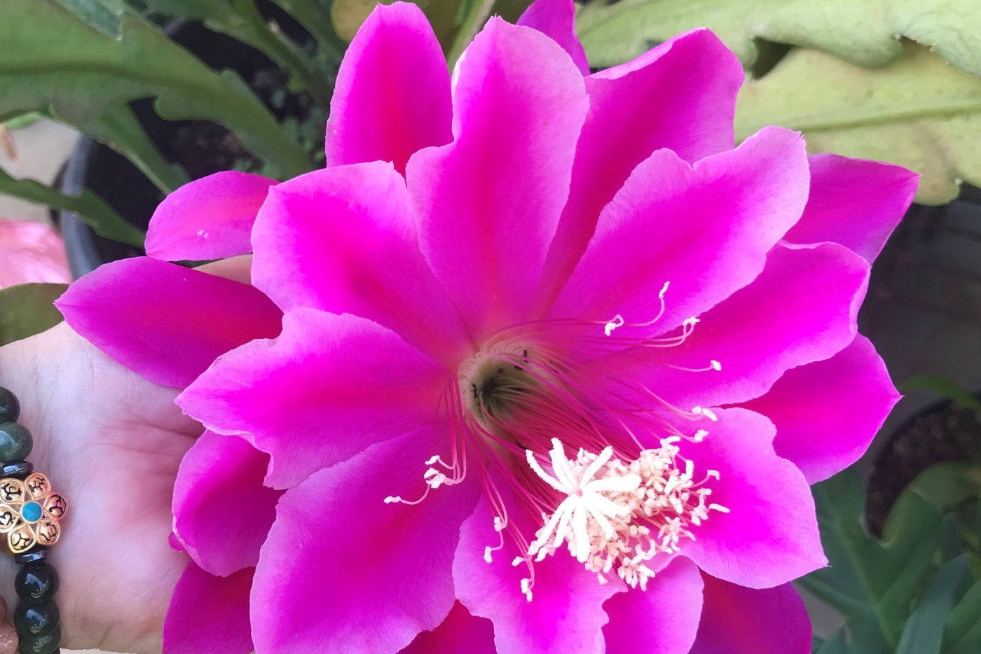 flower_header_hid_press_release